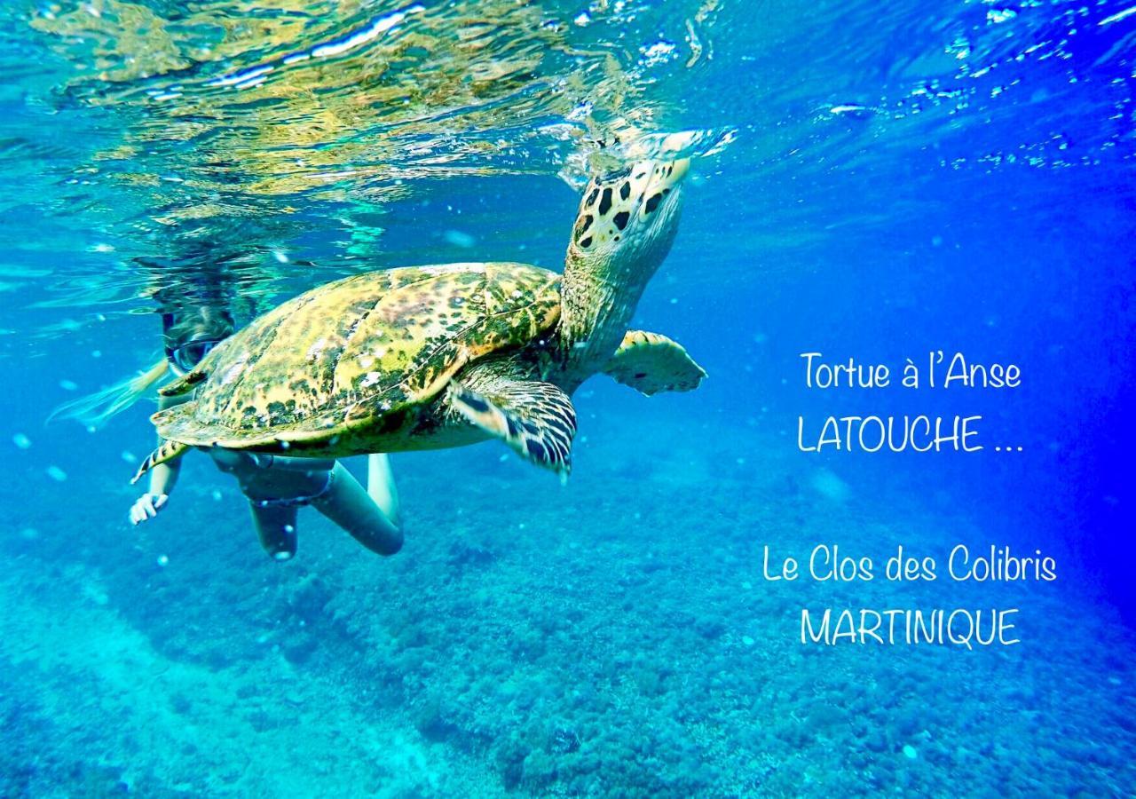 LODGE COLIBRIS vue panoramique mer et montagne pelée , 500 m plage dans un parc , Calme assuré Idéal pour découvrir le nord Caraïbes Le Carbet Exterior foto